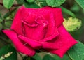 Blooming pink flower. Pink rose bud with water droplets on petals Royalty Free Stock Photo