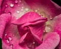 Blooming pink flower. Pink rose bud with water droplets on petals Royalty Free Stock Photo