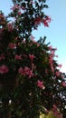 Blooming pink flower on sky background