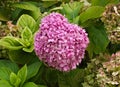 Blooming pink flower surrounded by green in garden