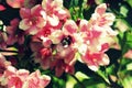 Blooming pink flower Weigela. Bee pollinated flower.