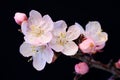 Blooming pink flowers cherry or apricot close-up. Branch with flowers on a black isolated background Royalty Free Stock Photo