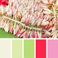 Blooming pink flowers. color palette swatches