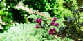 Blooming pink flowers of florida Nana Purpurea. Graceful branch of flowering Weigela