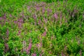 Closeup to Blooming pink flowers on green grass in summer Tibet, China