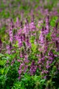 Closeup to Blooming pink flowers on green grass in summer Tibet, China