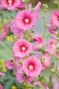 Blooming Pink Flowers Hollyhock Royalty Free Stock Photo