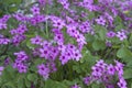 Blooming Pink flowers - Oxalis articulata plants..