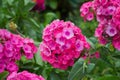 Blooming pink flowers phlox paniculata Royalty Free Stock Photo