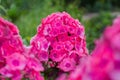 Blooming pink flowers phlox paniculata Royalty Free Stock Photo