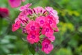 Blooming pink flowers phlox paniculata