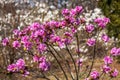 Blooming pink flowers rhododendron. Spring bloom in the park