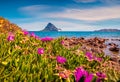 Blooming pink flowers on the seashore. Bright summer view of Tavolara island from Porto Taverna beach. Fabulous morning scene of S