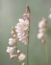 Blooming pink flowers in a soft green setting create a serene atmosphere