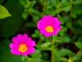 blooming Pink flowers on spring