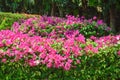 Blooming Pink Flowers On Top Fresh Green Leaves Of The Bougainvillea Plants In The Garden Royalty Free Stock Photo