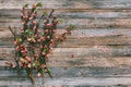 Blooming pink flowers on the twigs peach on wooden background