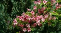 Blooming pink flowers of Weigela florida. Luxury bush of flowering Weigela hybrida Rosea in oriental garden