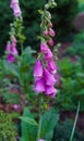 Blooming pink foxglove flower in the summer garden close-up. Beautiful flower during flowering Royalty Free Stock Photo