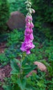 Blooming pink foxglove flower in the summer garden close-up. Beautiful flower during flowering Royalty Free Stock Photo
