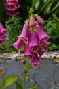 Blooming pink foxglove flower in the summer garden close-up. Beautiful flower during flowering Royalty Free Stock Photo