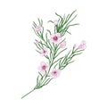 Blooming pink Geraldton wax flowers isolated on white background. Elegant natural drawing of gorgeous cultivated
