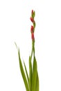 Pink gladiolus with leaves on white background isolated Royalty Free Stock Photo