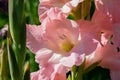 Blooming pink gladiolus in garden on flowerbed Royalty Free Stock Photo