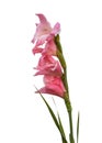 Blooming pink gladiolus on white background isolated Royalty Free Stock Photo