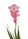 Blooming pink gladiolus on white background isolated Royalty Free Stock Photo