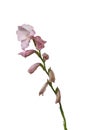 Blooming pink gladiolus on white background isolated Royalty Free Stock Photo