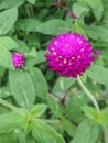 Pink Globe Amaranth flowers Royalty Free Stock Photo