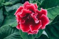 Blooming pink Gloxinia or Sinningia speciosa, ornamental plant flower, macro Royalty Free Stock Photo