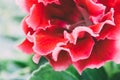 Blooming pink Gloxinia or Sinningia speciosa, ornamental plant flower, macro photo, abstract flower background Royalty Free Stock Photo