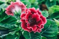 Blooming pink Gloxinia or Sinningia speciosa, ornamental plant flower, macro photo Royalty Free Stock Photo