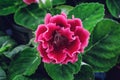 Blooming pink Gloxinia or Sinningia speciosa, ornamental plant flower, macro photo Royalty Free Stock Photo