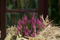 Blooming pink heather against a straw background Royalty Free Stock Photo