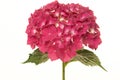 Pink hortensia flower isolated on a white background Royalty Free Stock Photo