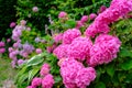 Blooming pink hortensia flowers in garden