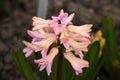 Blooming pink hyacinth in the garden. Hyacinths can be cultivated with seeds and bulbs Royalty Free Stock Photo