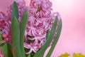 Blooming pink Hyacinthus or hyacinths and colorful Kalanchoe flowers