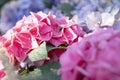 The Blooming pink Hydrangea bloom on sunny day Royalty Free Stock Photo