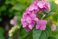 Blooming pink hydrangea close-up. Beautiful large flower background of hydrangea macrophylla Royalty Free Stock Photo