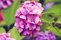 Blooming pink hydrangea or hortensia in flower bed Royalty Free Stock Photo