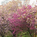 Blooming pink Japanese flowering crab apple and cherry blossom trees in spring blooming park Royalty Free Stock Photo