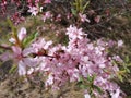 Blooming pink jasmine with a bee