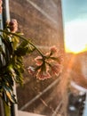 blooming pink Kalanchoe flowers in focus in a blurred window in the sun\'s rays