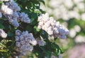 Blooming pink lilac bush at spring time with sunlight. Blossoming pink and violet lilac flowers. Spring season, nature Royalty Free Stock Photo