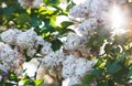 Blooming pink lilac bush at spring time with sunlight. Blossoming pink and violet lilac flowers. Spring season, nature Royalty Free Stock Photo