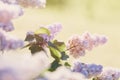 Blooming pink lilac bush at spring time with sunlight. Blossoming pink and violet lilac flowers. Spring season, nature Royalty Free Stock Photo